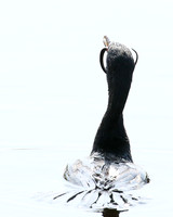 Reed cormorant swallowing a snake - Okavango