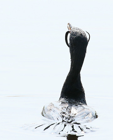 Reed cormorant swallowing a snake - Okavango