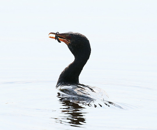 Reed cormorant swallowing a snake - Okavango