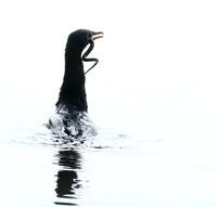 Reed cormorant swallowing a snake - Okavango