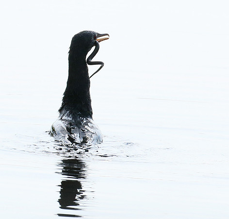Reed cormorant swallowing a snake - Okavango