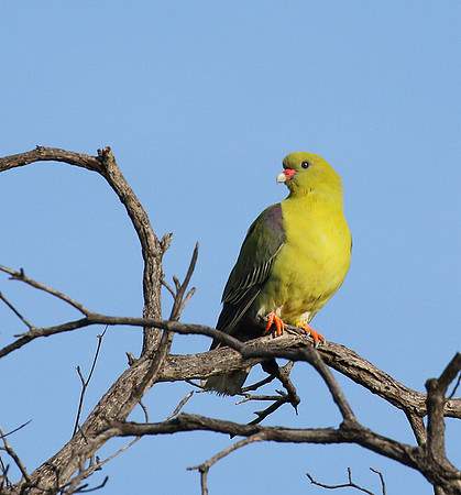 Green pigeon  - Abu concession