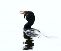 Reed cormorant swallowing a snake - Okavango