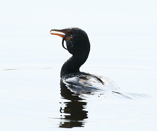 Reed cormorant swallowing a snake - Okavango