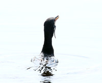 Reed cormorant swallowing a snake - Okavango