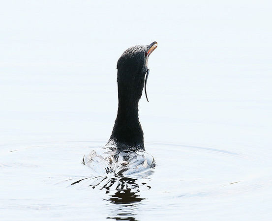 Reed cormorant swallowing a snake - Okavango