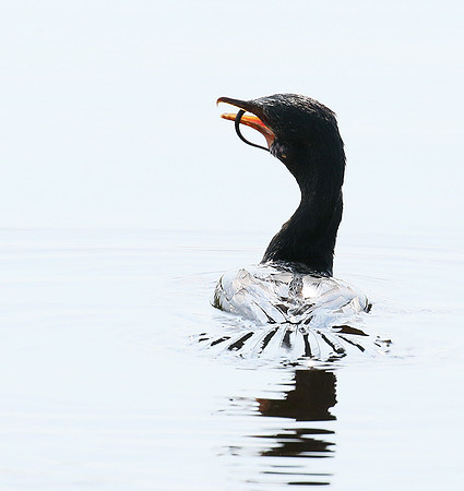Reed cormorant swallowing a snake - Okavango