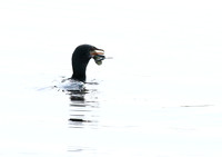 Reed cormorant swallowing a snake - Okavango