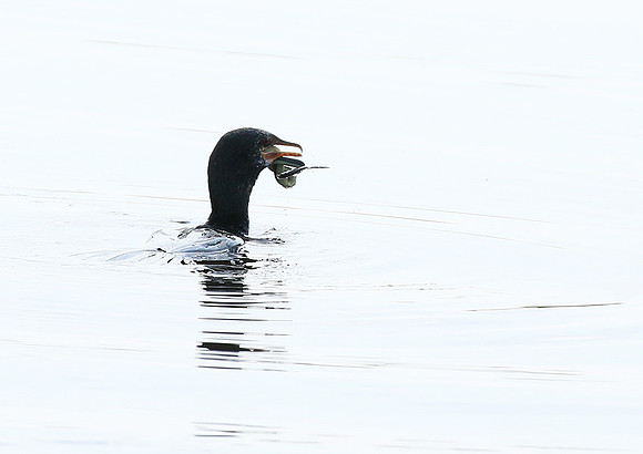 Reed cormorant swallowing a snake - Okavango