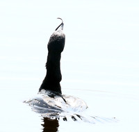 Reed cormorant swallowing a snake - Okavango