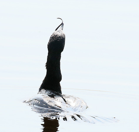 Reed cormorant swallowing a snake - Okavango