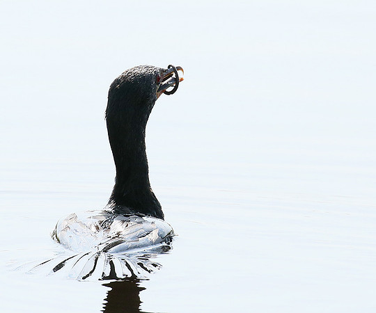 Reed cormorant swallowing a snake - Okavango