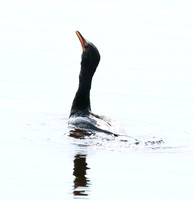 Reed cormorant swallowing a snake - Okavango