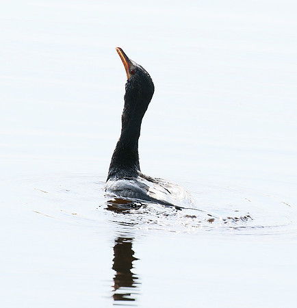 Reed cormorant swallowing a snake - Okavango