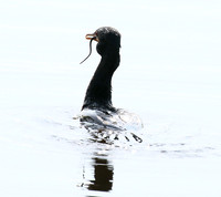 Reed cormorant swallowing a snake - Okavango