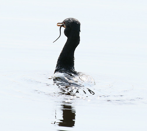 Reed cormorant swallowing a snake - Okavango