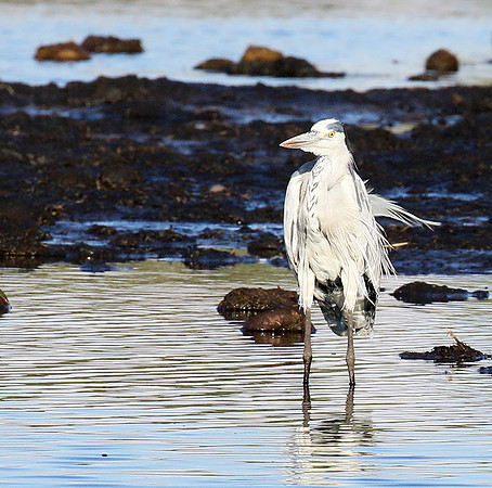 Grey heron - Abu concession