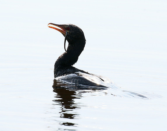 Reed cormorant swallowing a snake - Okavango