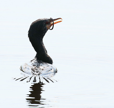 Reed cormorant swallowing a snake - Okavango
