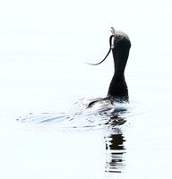 Reed cormorant swallowing a snake - Okavango