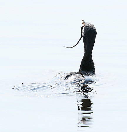 Reed cormorant swallowing a snake - Okavango