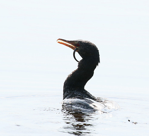 Reed cormorant swallowing a snake - Okavango