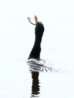 Reed cormorant swallowing a snake - Okavango