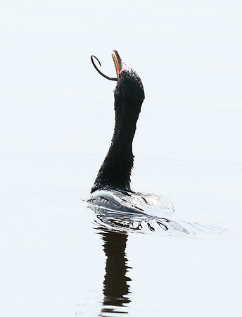 Reed cormorant swallowing a snake - Okavango