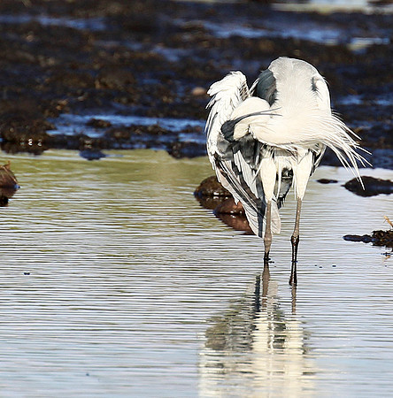Grey heron - Abu concession
