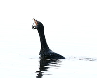 Reed cormorant swallowing a snake - Okavango
