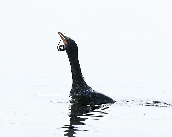 Reed cormorant swallowing a snake - Okavango