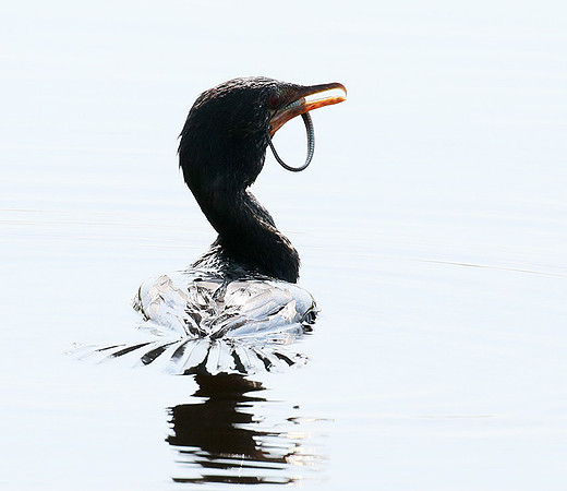 Reed cormorant swallowing a snake - Okavango
