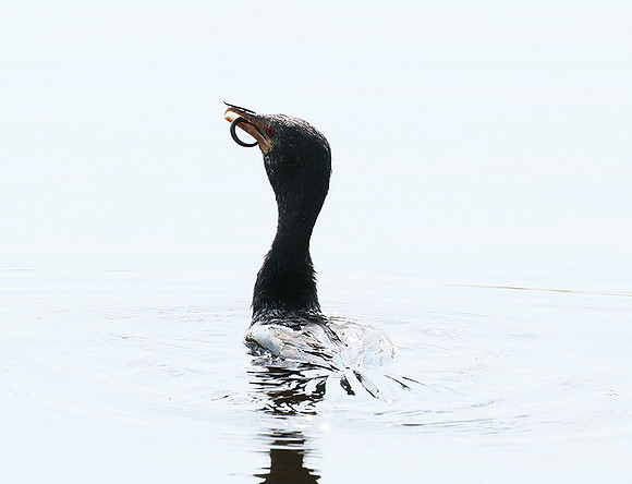 Reed cormorant swallowing a snake - Okavango