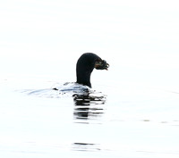 Reed cormorant swallowing a snake - Okavango