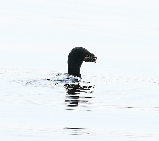 Reed cormorant swallowing a snake - Okavango