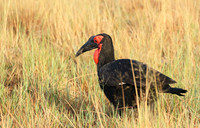 Ground hornbill - Moremi game reserve