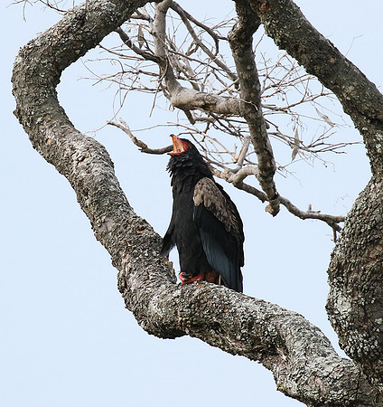 Moremi game reserve