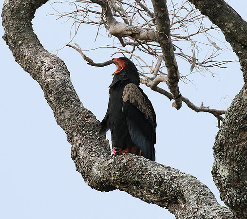 Moremi game reserve