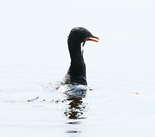 Reed cormorant swallowing a snake - Okavango