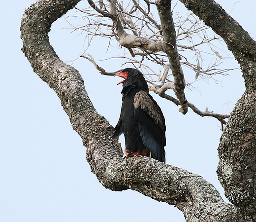 Moremi game reserve