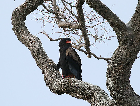 Moremi game reserve