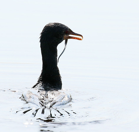 Reed cormorant swallowing a snake - Okavango