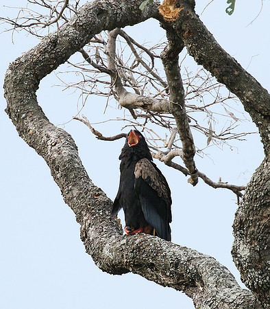 Moremi game reserve