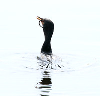 Reed cormorant swallowing a snake - Okavango