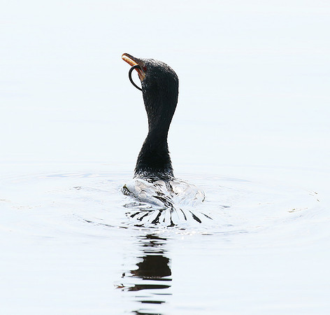 Reed cormorant swallowing a snake - Okavango