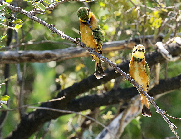 Little bee-eater - Moremi game reserve