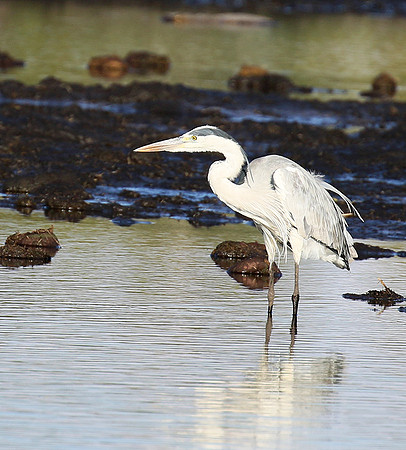 Grey heron - Abu concession