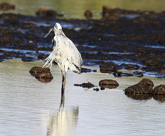 Grey heron - Abu concession