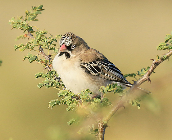 scaly feathered finch - Central Kalahari