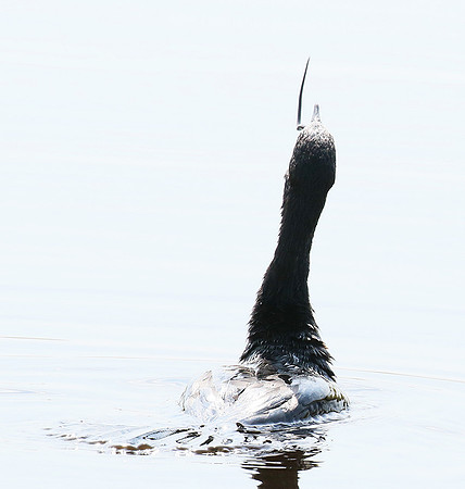 Reed cormorant swallowing a snake - Okavango